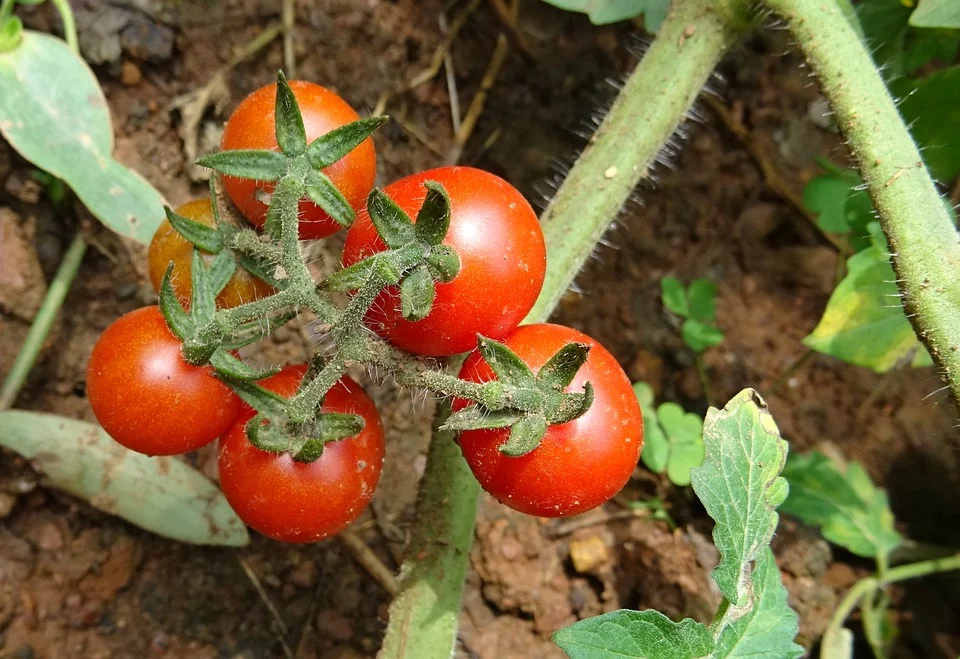 TOMATE CERISE - 350 g - 7 €/kg -